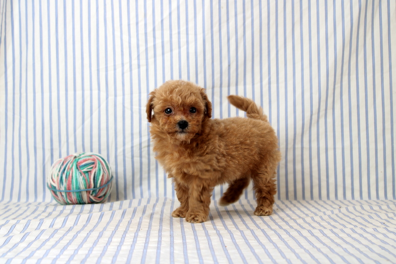 puppy, for, sale, Shi Poo, Matthew B. Stoltzfus, dog, breeder, Gap, PA, dog-breeder, puppy-for-sale, forsale, nearby, find, puppyfind, locator, puppylocator, aca